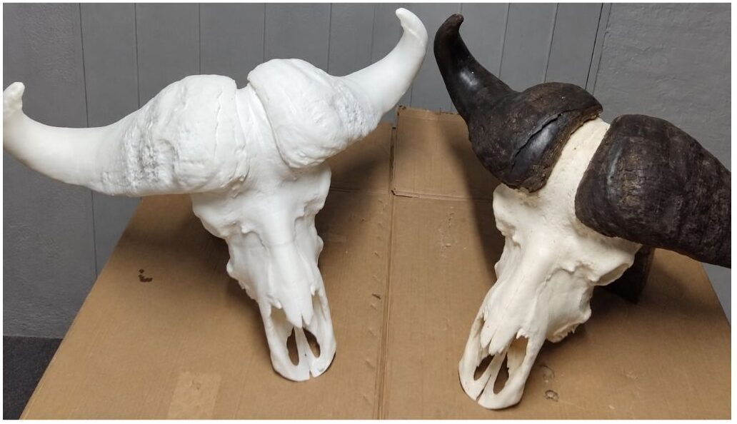 Cape buffalo original and 3D printed replica, Namibia