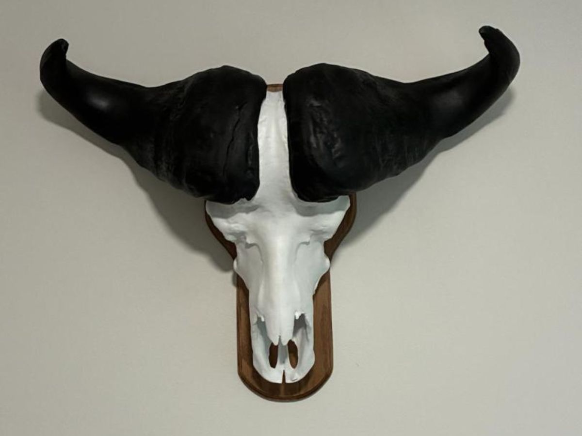 Painted Cape buffalo replica in the client's home