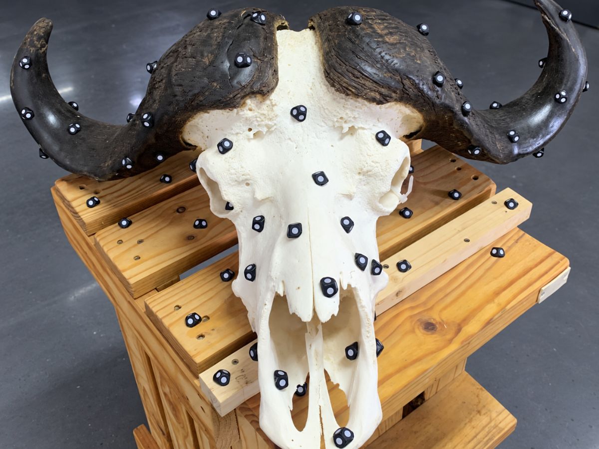 Cape buffalo skull with scanning markers