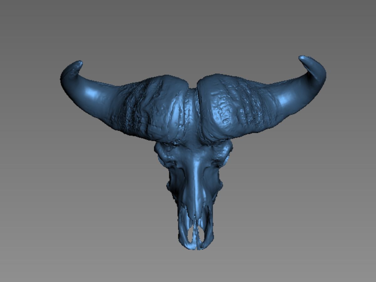 Cape buffalo skull and horns — 3D model