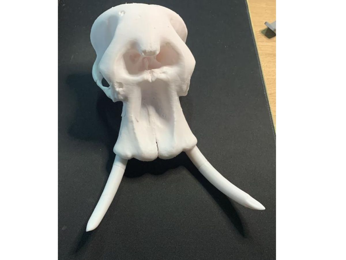 3D printed elephant skull with tusks