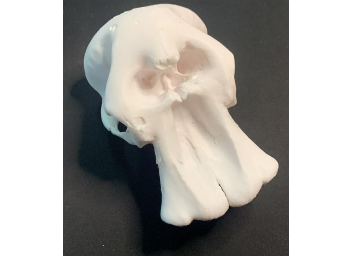 3D printed elephant skull without tusks