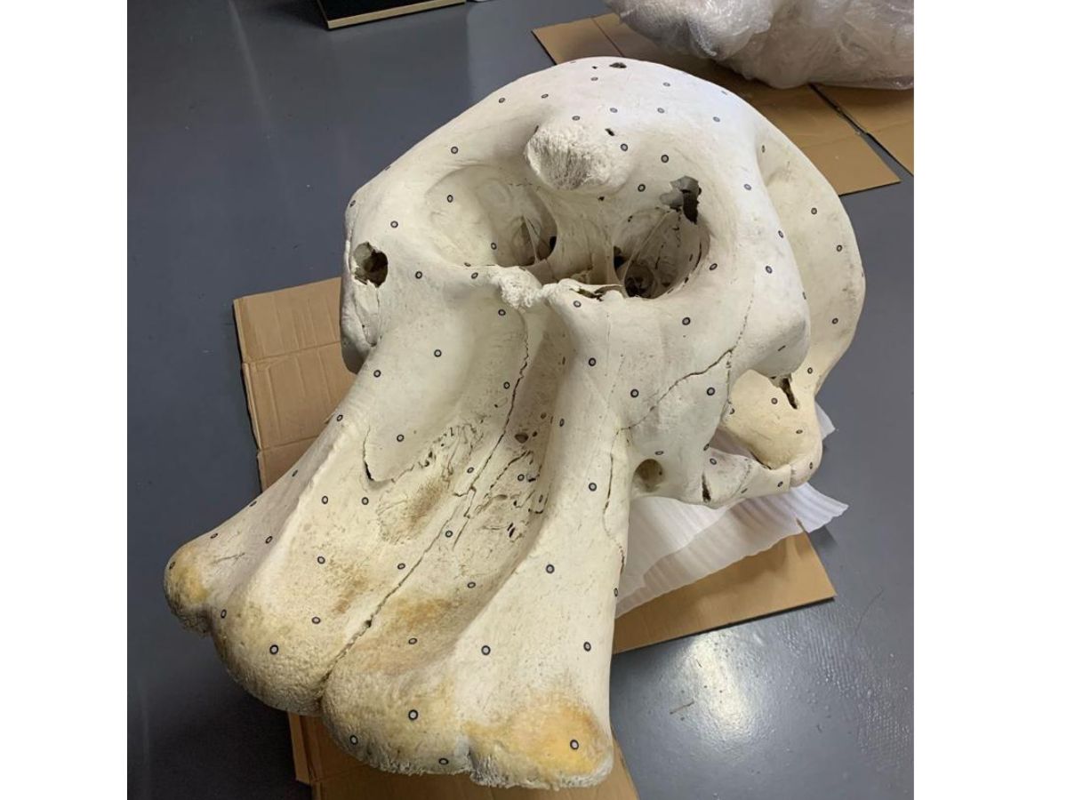 Original elephant skull without tusks
