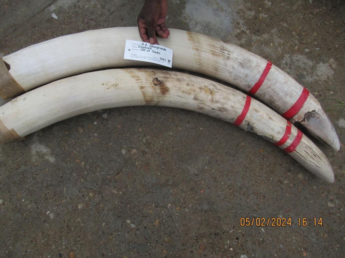 Original elephant tusks — scanning reference