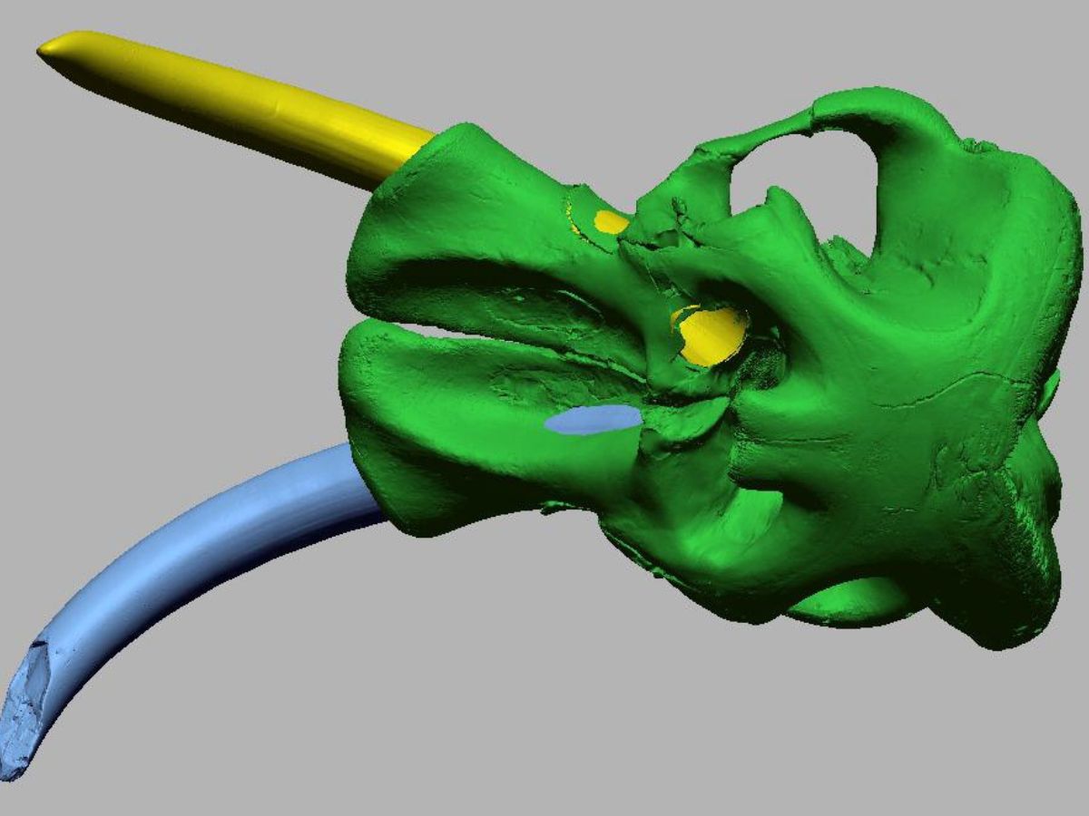 Elephant skull and tusks — scan data
