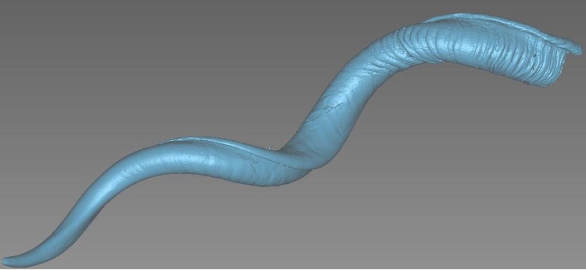 Kudu horn scan