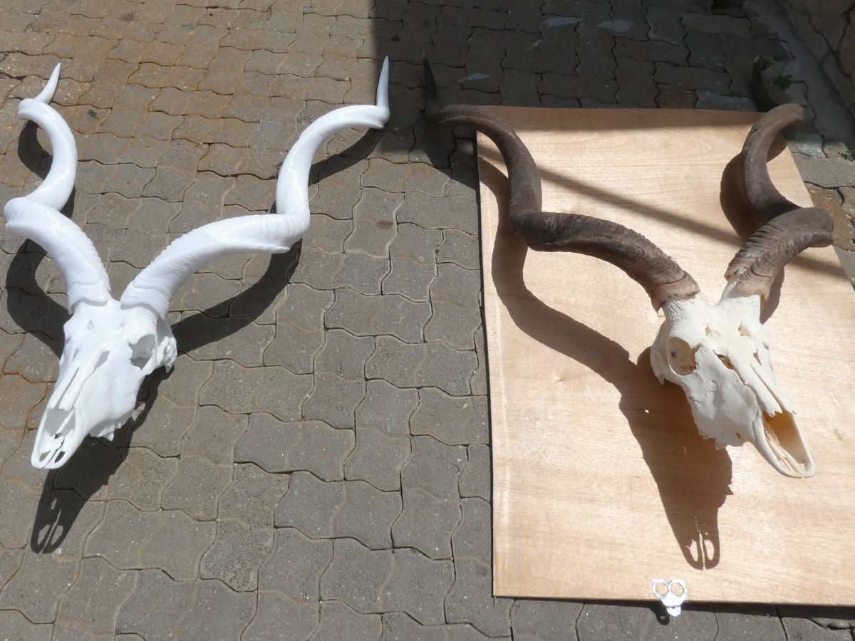 Kudu original and full-size replica