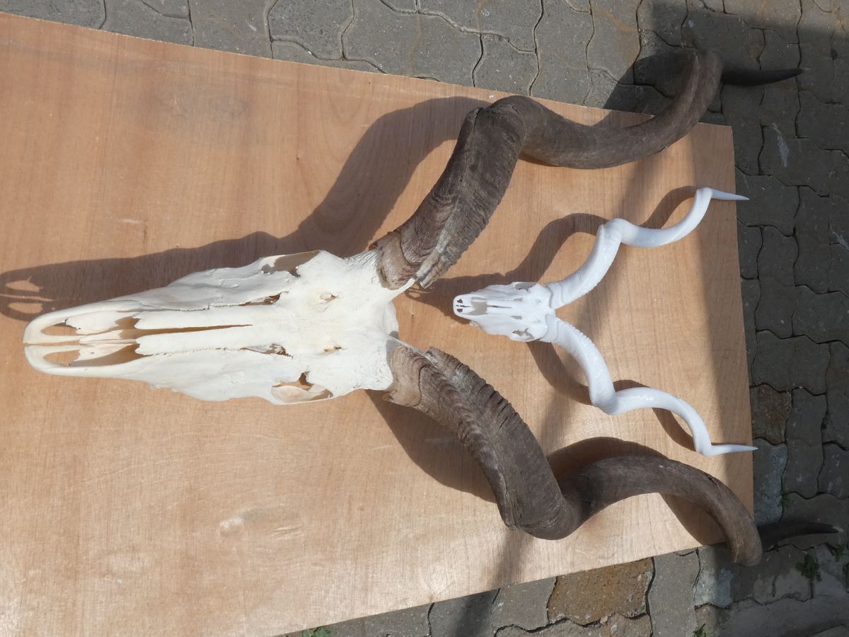 Kudu original and 50% replica