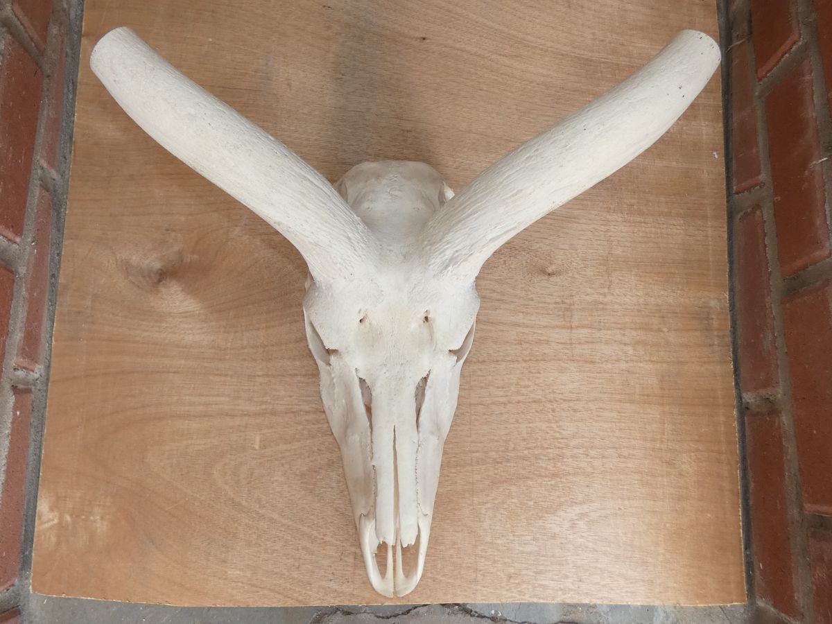 Kudu skull top — original