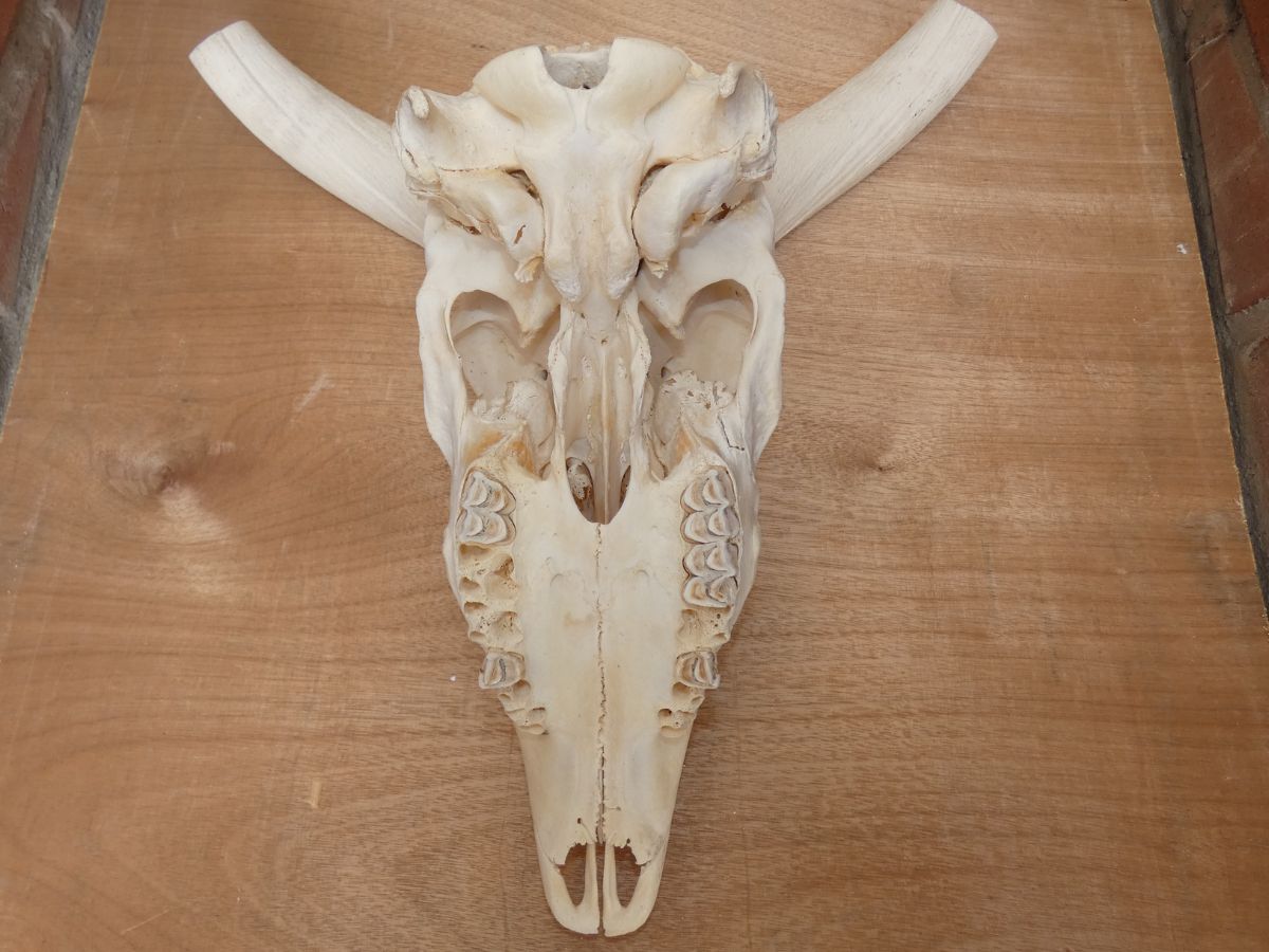 Kudu skull underside — original