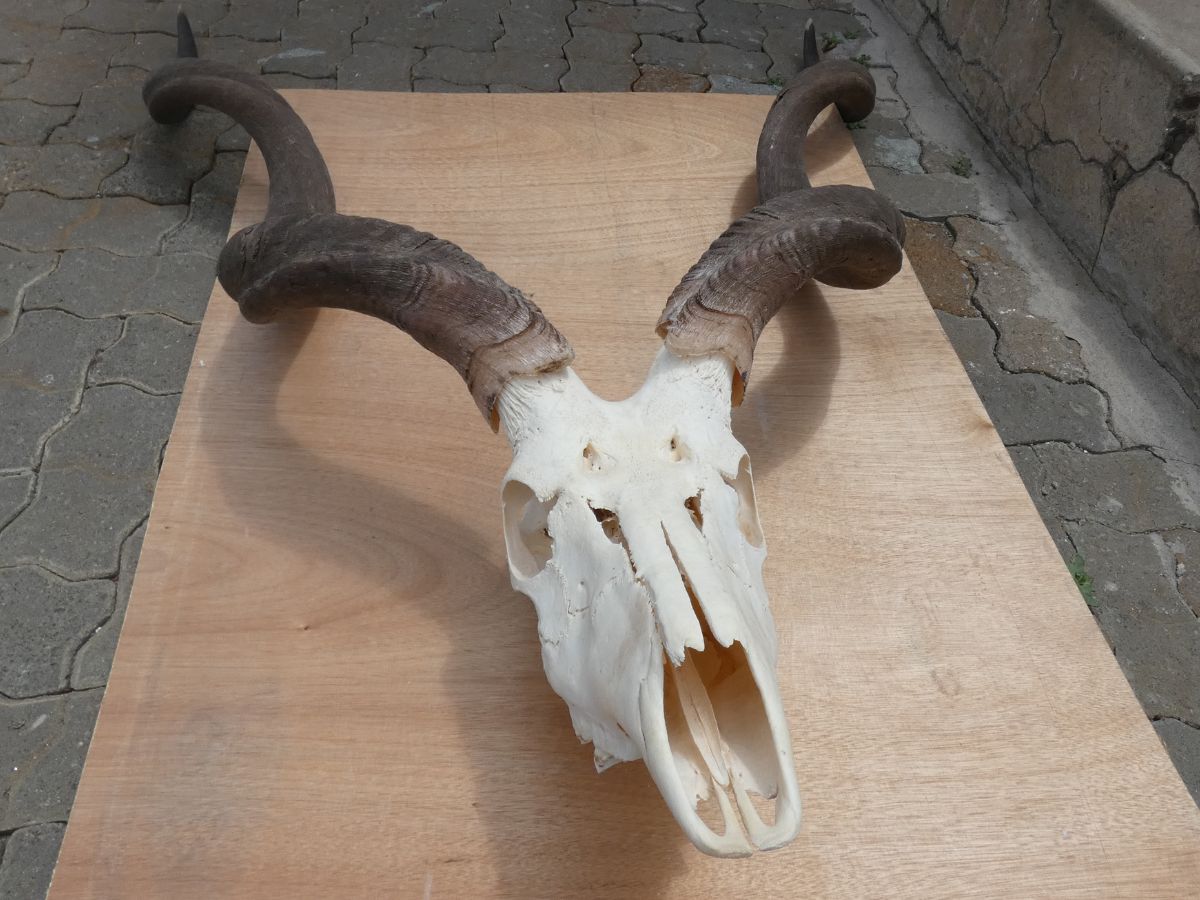Kudu original skull with horns