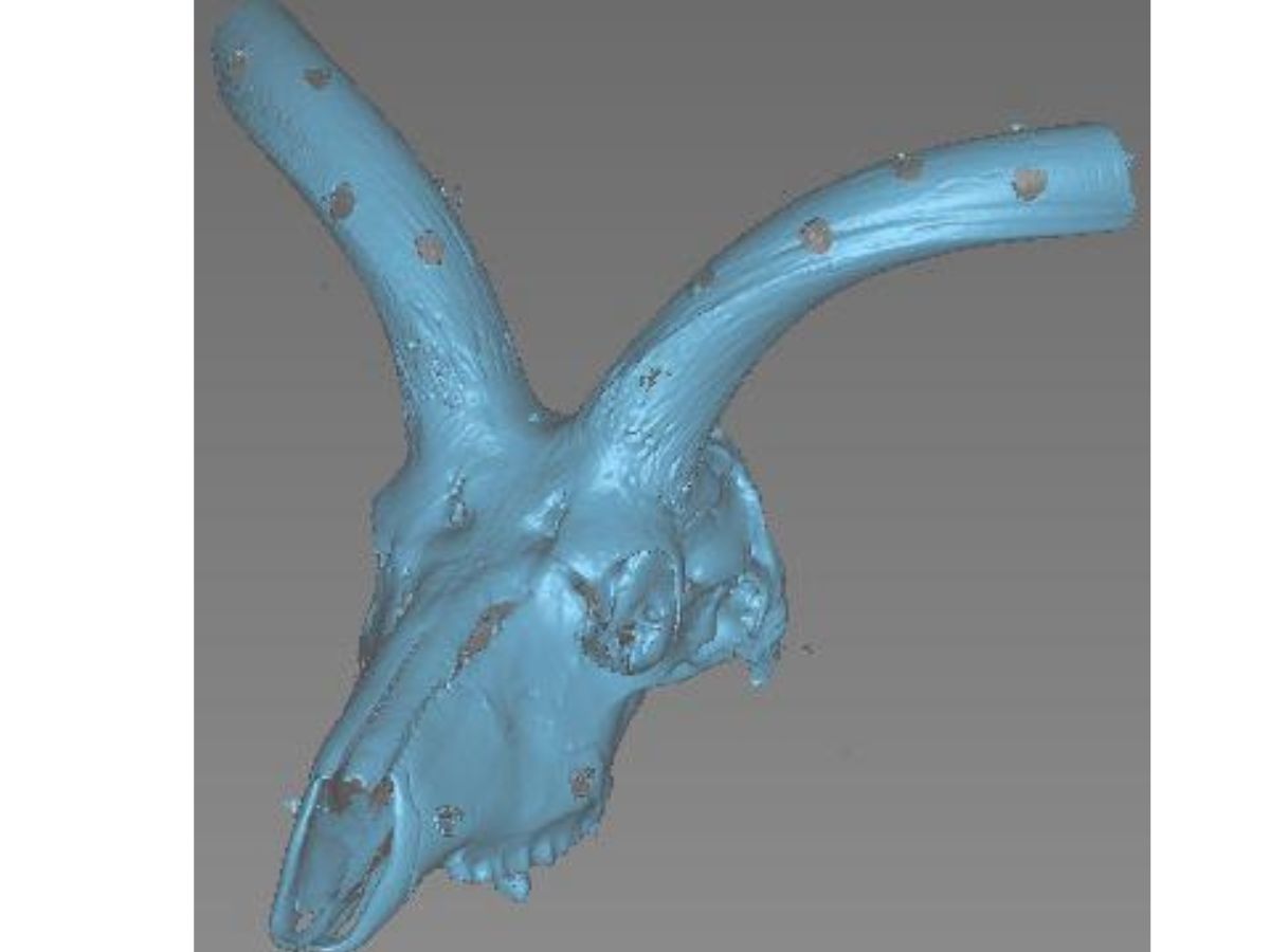 Kudu skull scan