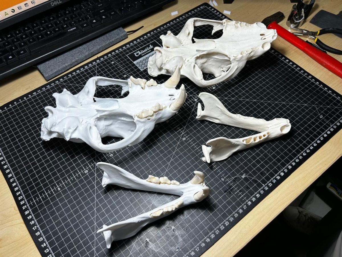 Leopard original and replica skull with original teeth