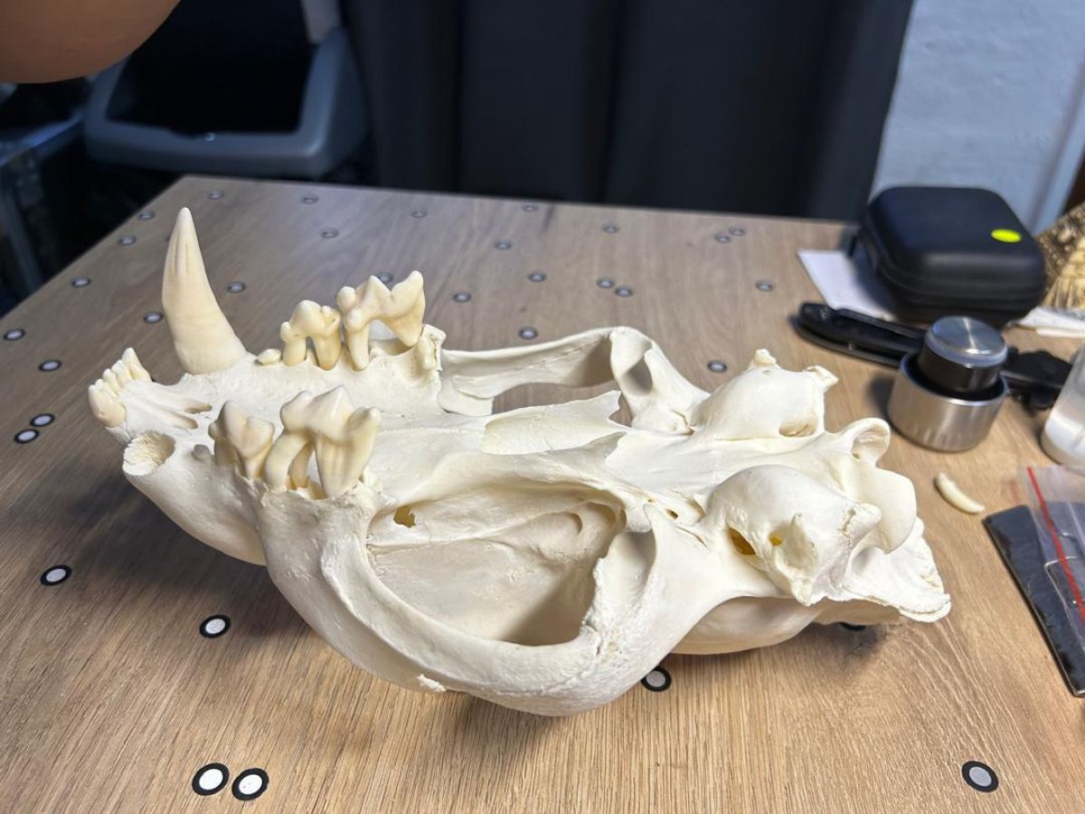 Leopard original skull with teeth