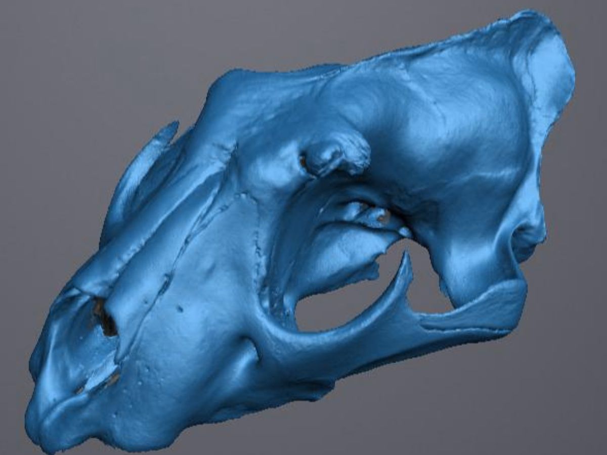Leopard skull top — 3D scan