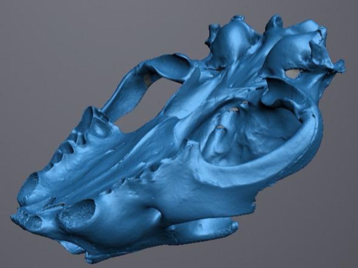 Leopard skull underside — 3D scan