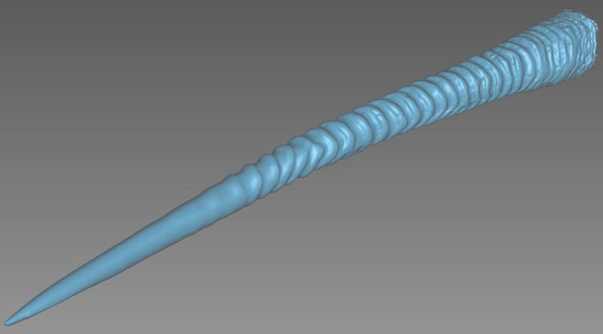 Oryx horn scan