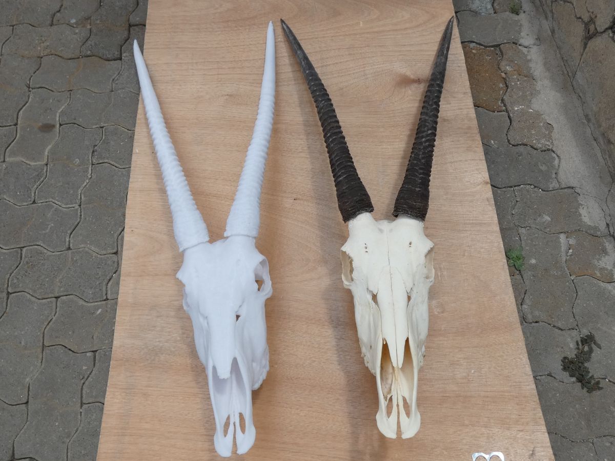 Oryx original and full-size replica