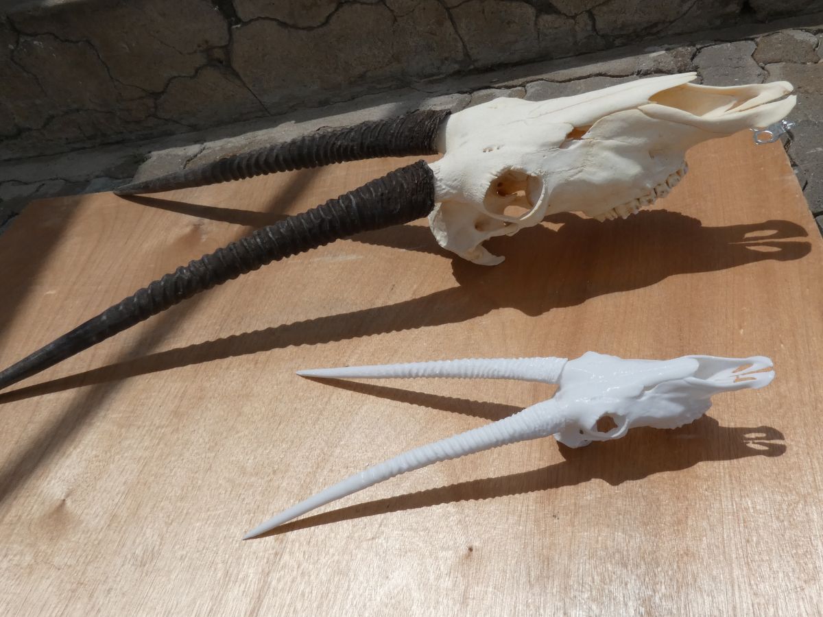 Oryx original and 50% replica