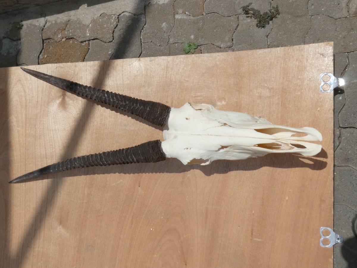Oryx original skull with horns