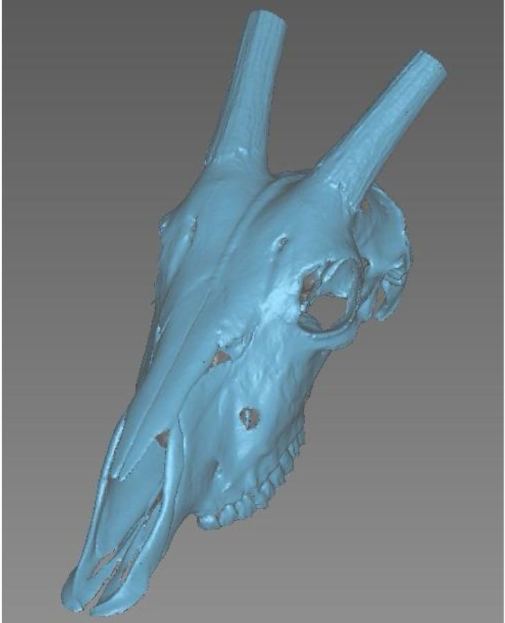 Oryx skull scan