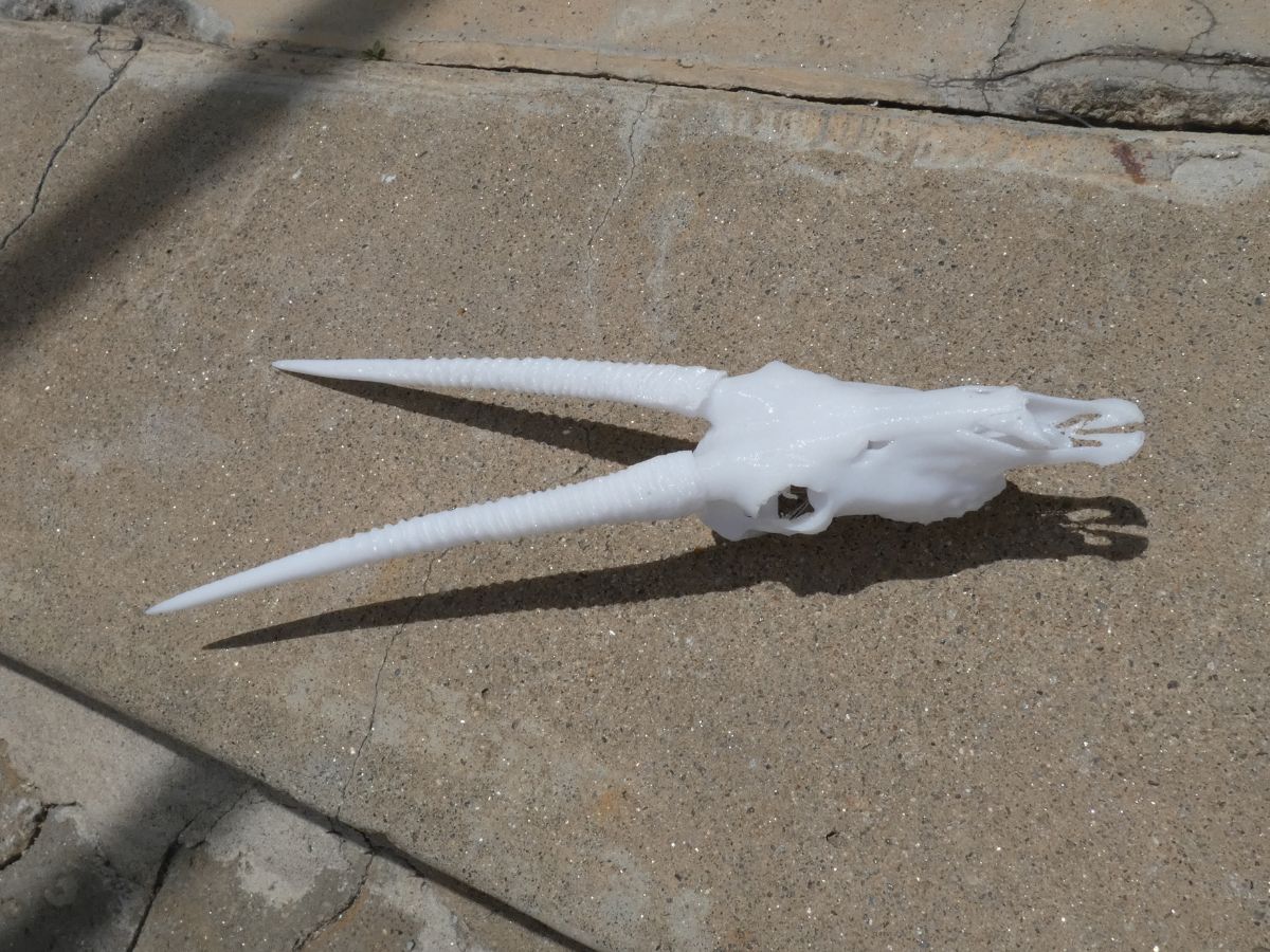 Oryx replica at 25% scale